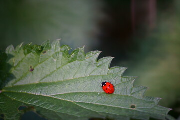 Ladybug on a green leaf. Insects in nature.