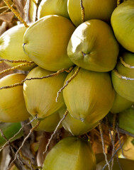Close up fresh Coconuts Cluster on the Coconut Tree.