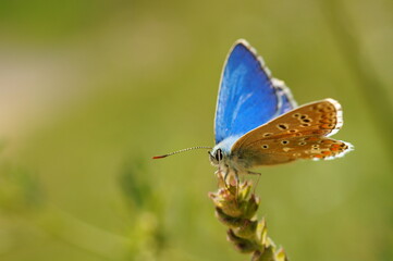 A small butterfly in wildflowers. Animals in the wild.