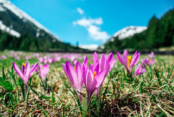 A bunch of wild violet spring flowers saffron at the mountains. Alpine spring, floral background with crocuses.