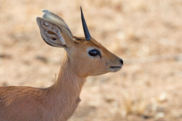 Closeup of a male steenbok (Raphicerus campestris) in Etosha National Park, Namibia