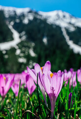 A meadow in alpine mountain with violet first spring flowers saffron. Floral background with many crocuses.