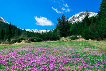 A meadow in alpine mountain with violet first spring flowers saffron. Floral background with many crocuses.
