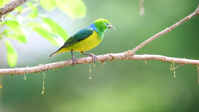 Colorful tanager filmed in rain forest nature. Chlorophonia cyanea  beautiful video with blurred background in 4K