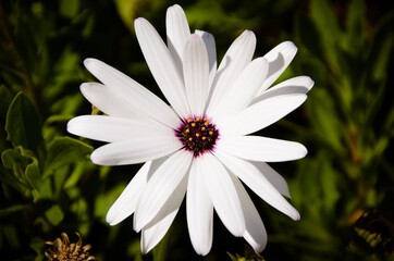 white flower on a green background