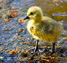 baby goose in the pond