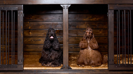 portrait of two nice american cocker spaniels in nice dog house