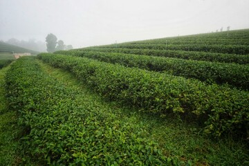 Fototapeta na wymiar Tea plantation in the morning