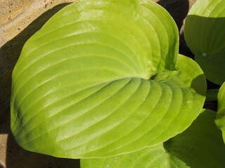 Colourful Leaves