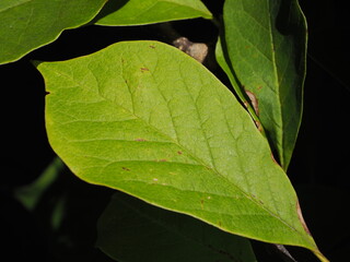 Colourful Leaves