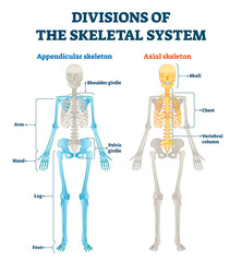 Divisions of appendicular and axial skeletal system labeled explanation.