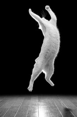 おもちゃめがけて長く高くそりあがってジャンプする白猫、モノクロ写真