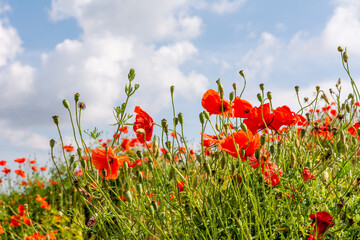 Field poppy (Papaver rhoeas) on the meadow in sunny day