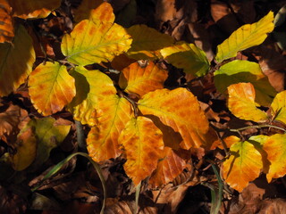 Colourful Leaves