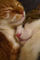 close up of two cats sleeping togetheer