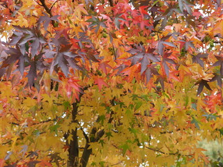 Colourful Leaves