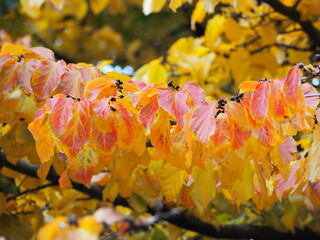 Colourful Leaves