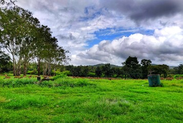 rural landscape with trees