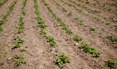 Young potato sprouts on the field. Farm potato field.
