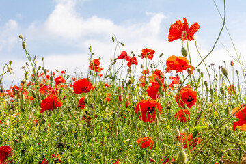 Field poppy (Papaver rhoeas) on the meadow in sunny day