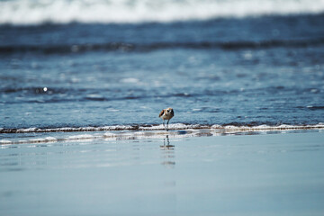Sparrow running against sea waves
