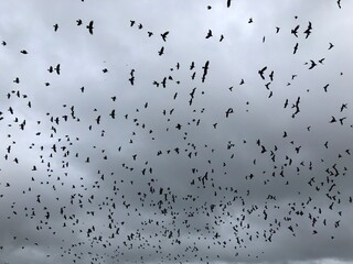 flock of birds