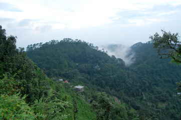green forest mountain 