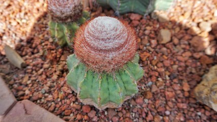 Melon cactu bahiensis
