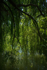 Villa Reale Marlia _ Lucca _ Toscana  
Ville nel Capannorese  salice piangente 