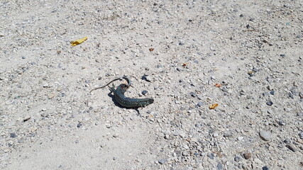 Lézard asséché par la chaleur caniculair sur un sol gravilloné.