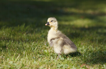 Cute little domestic gosling in green grass.