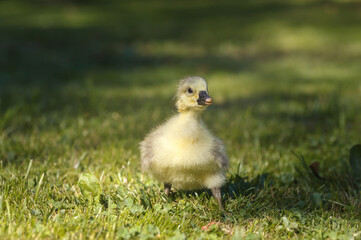 Cute little domestic gosling in green grass.