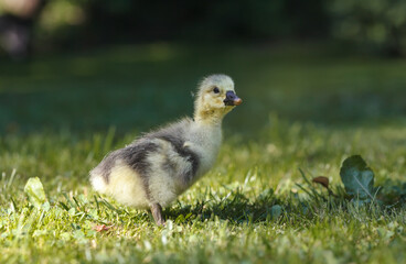 Cute little domestic gosling in green grass.