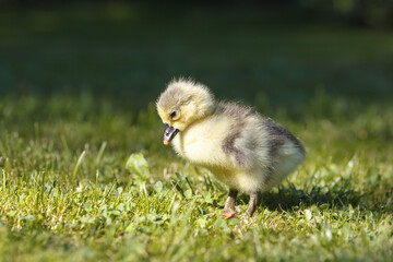 Sad domestic Newborn Gosling in green grass.