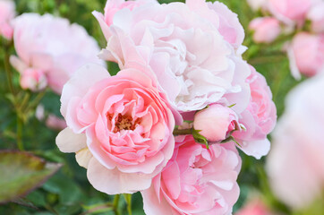 A bush of pale pink blooming roses with buds is in the garden against other blurry roses. Pink roses in summer bloom outside in the yard. Close-up roses in the park.