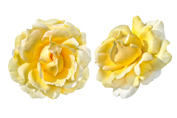 Couple of yellow rose on white background