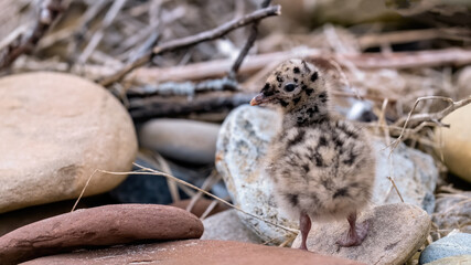 Common gull chick among shingle on a shore © HighlandBrochs.com