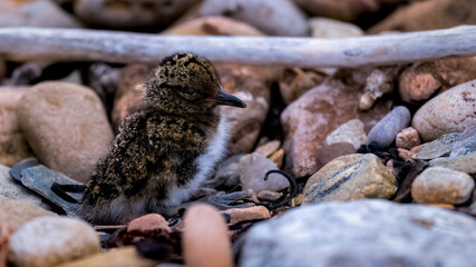 Oyster catcher chick sitting in its nest within hours of hatching