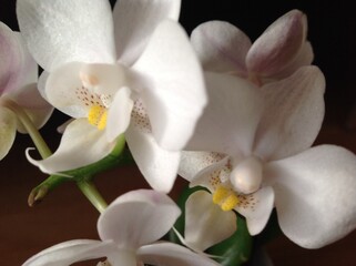 Fototapeta na wymiar white orchid on black background 3
