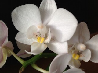 Fototapeta na wymiar white orchid on black background 2