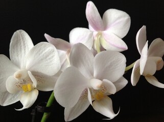 Fototapeta na wymiar white orchid on black background 1