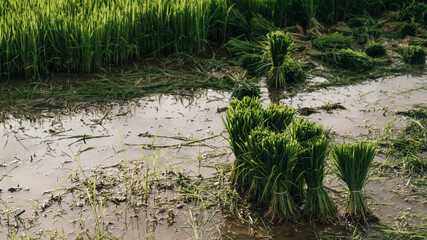 Rice seedlings in the field, Preparing to plant Nan in Thailand