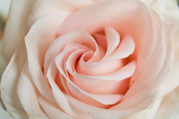 Macro soft pink rose flower wedding love valentine day woman beauty concept