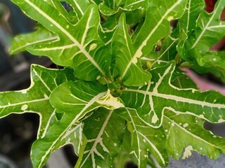 flower leaves that have green and yellow colors