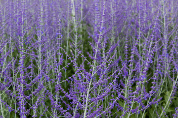 Close up selective focus violet garden decorative flower herbal summer floral background 
