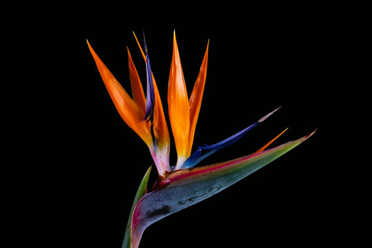 One strelitzia, bird of paradise or crane flower on a black background