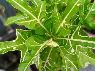 flower leaves that have green and yellow colors