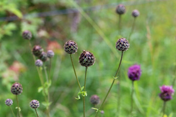 Purple flower of a thistle in an urban garden