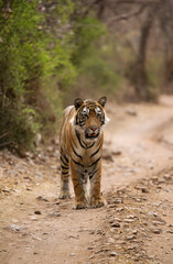 Fototapeta premium Tiger cub on the road of Ranthambore Tiger Reserve