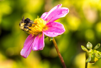 a bumble bee gathering nectar from a pink flower, Salem, Oregon. © Bob